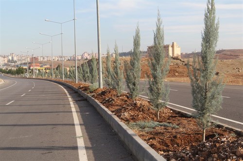 Midyat'ta Orta refüjlerde ağaçlandırma çalışması